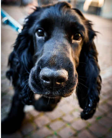 Rüde oder Hündin – wie unterschiedlich sind die Geschlechter?