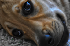 Welpe oder erwachsener Hund?