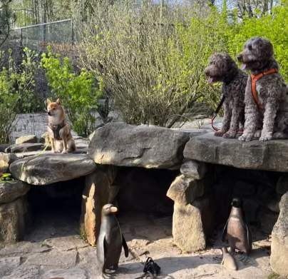 Wie erkenne ich einen guten Züchter