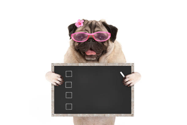 Welpen-Checkliste: Vorbereitung auf die Ankunft