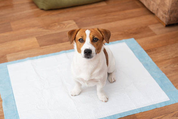 Der Weg zur Stubenreinheit: