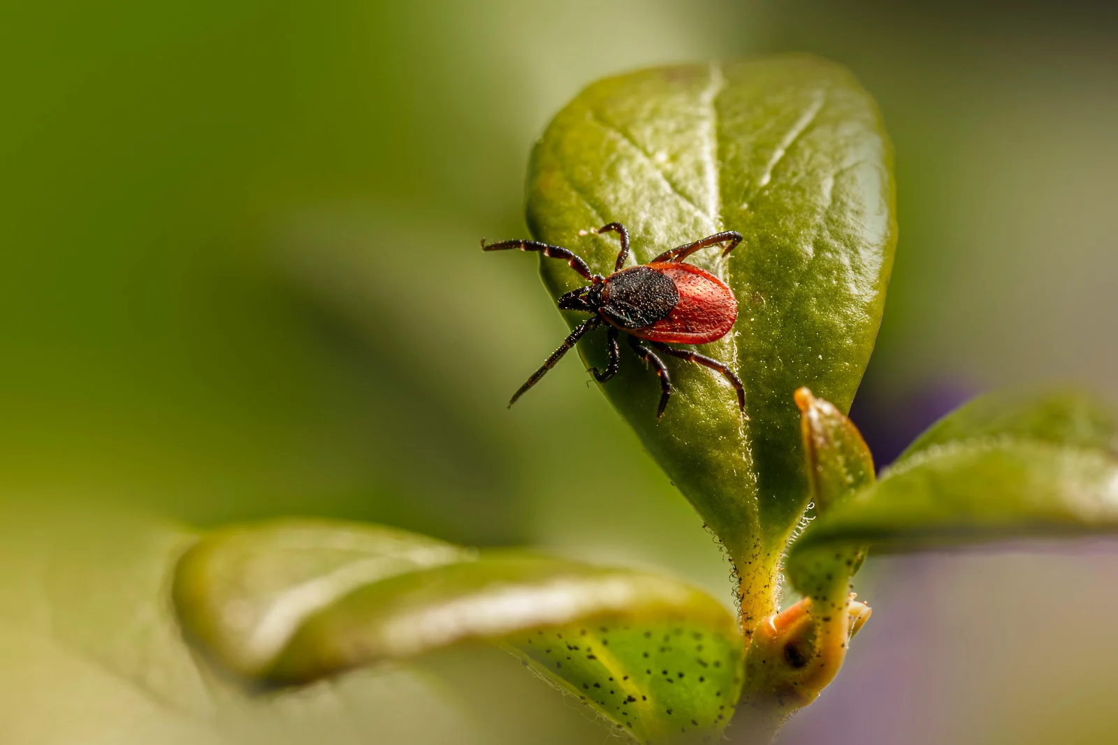 Borreliose beim Hund: Symptome, Behandlung