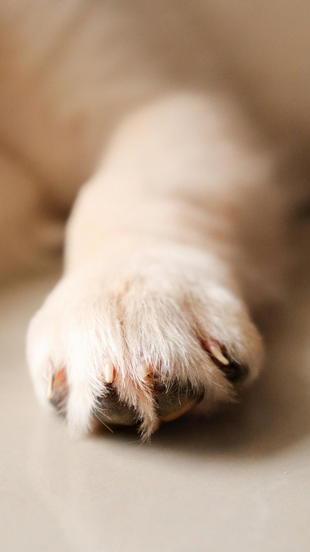 Krallenschneiden beim Hund