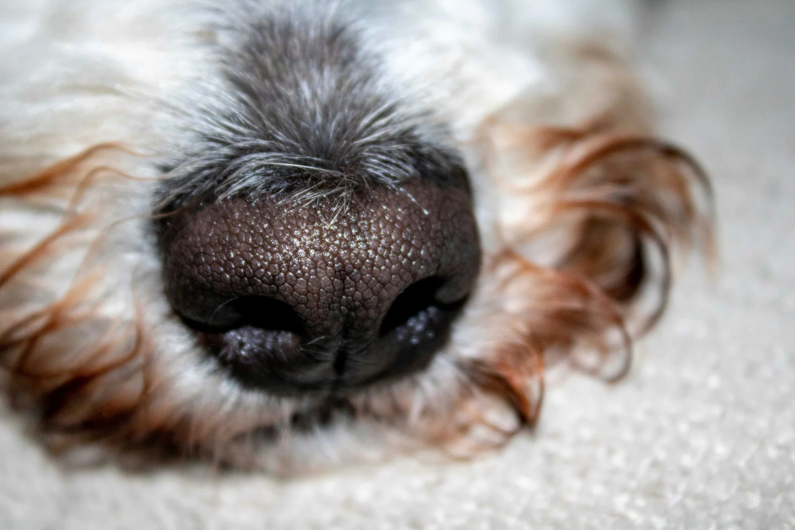 Die Nase - Bello im Nasencheck