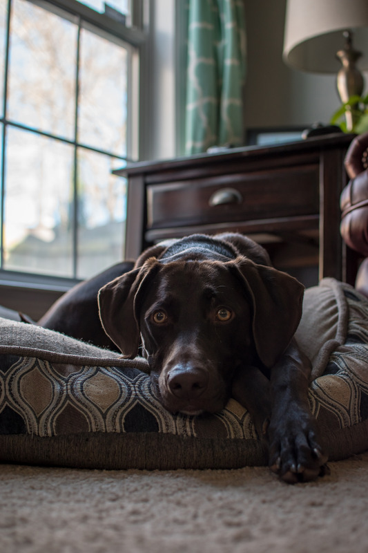 Blasenentzündung beim Hund –Ursachen, Anzeichen und Behandlung