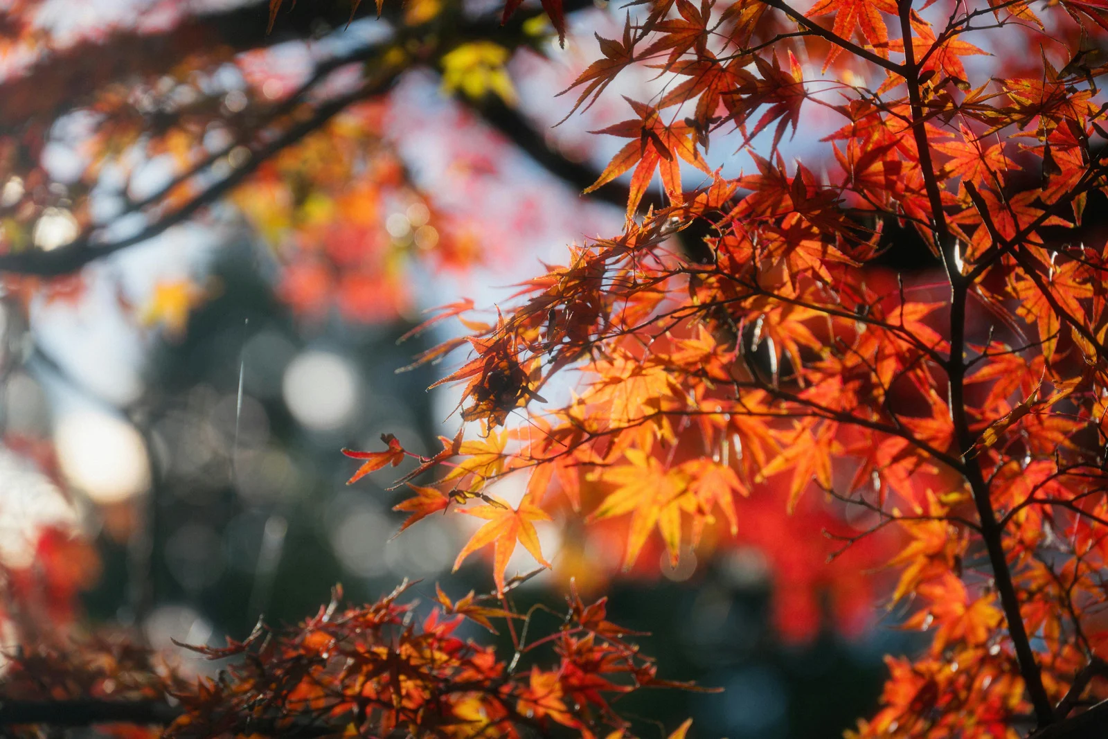 „Herbstliche Abenteuer mit dem Hund – Eine stürmische Freundschaft“