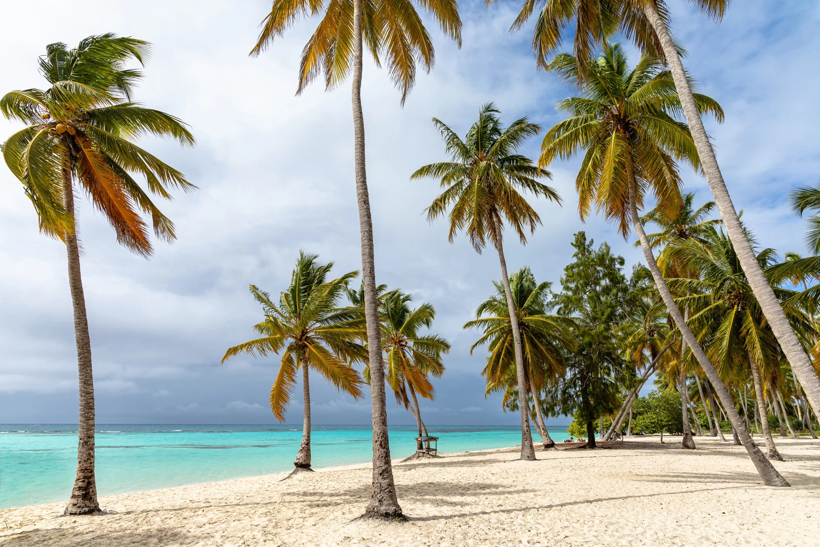 Was man beachten sollte, wenn man sich einen Hund aus dem Ausland anschafft