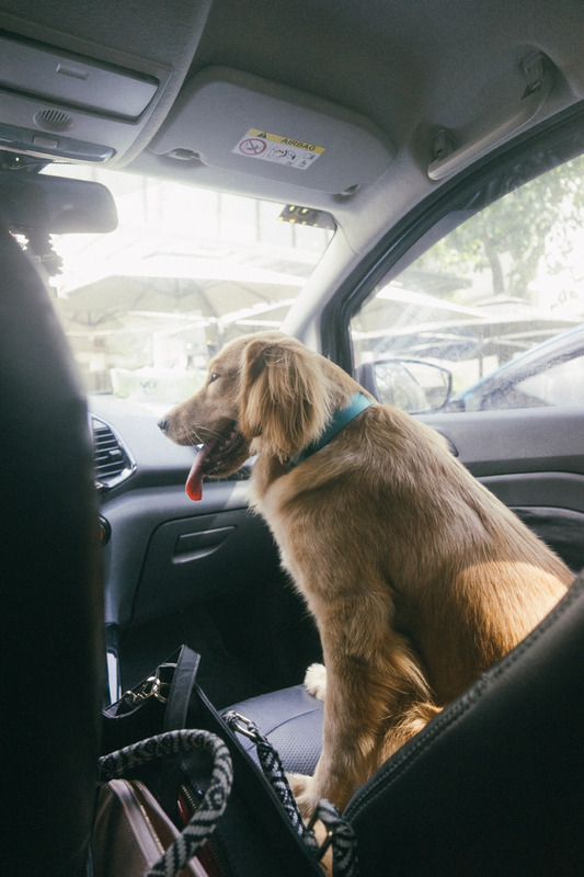 Entspannt Autofahren mit dem Hund