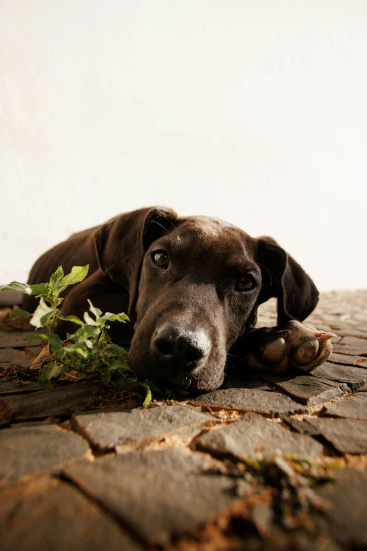 Nicht vom Boden fressen