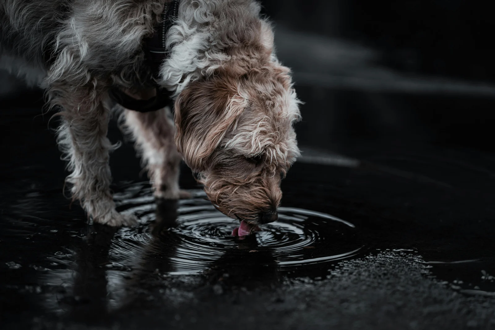 Wasservergiftung beim Hund
