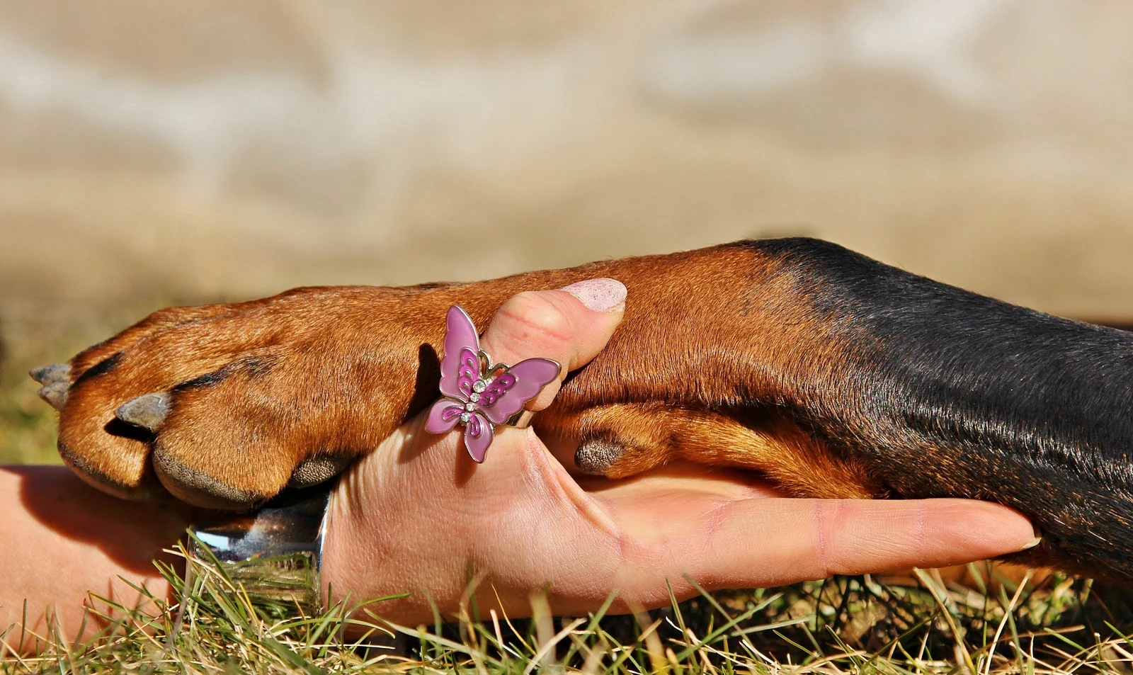 Bindung zum Hund stärken: 6 wertvolle Tipps