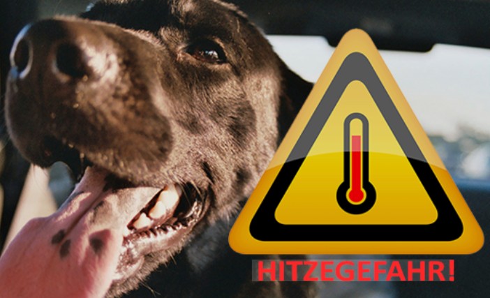 Kann Ihr Auto zur tödlichen Hitzefalle für Ihren Hund werden?