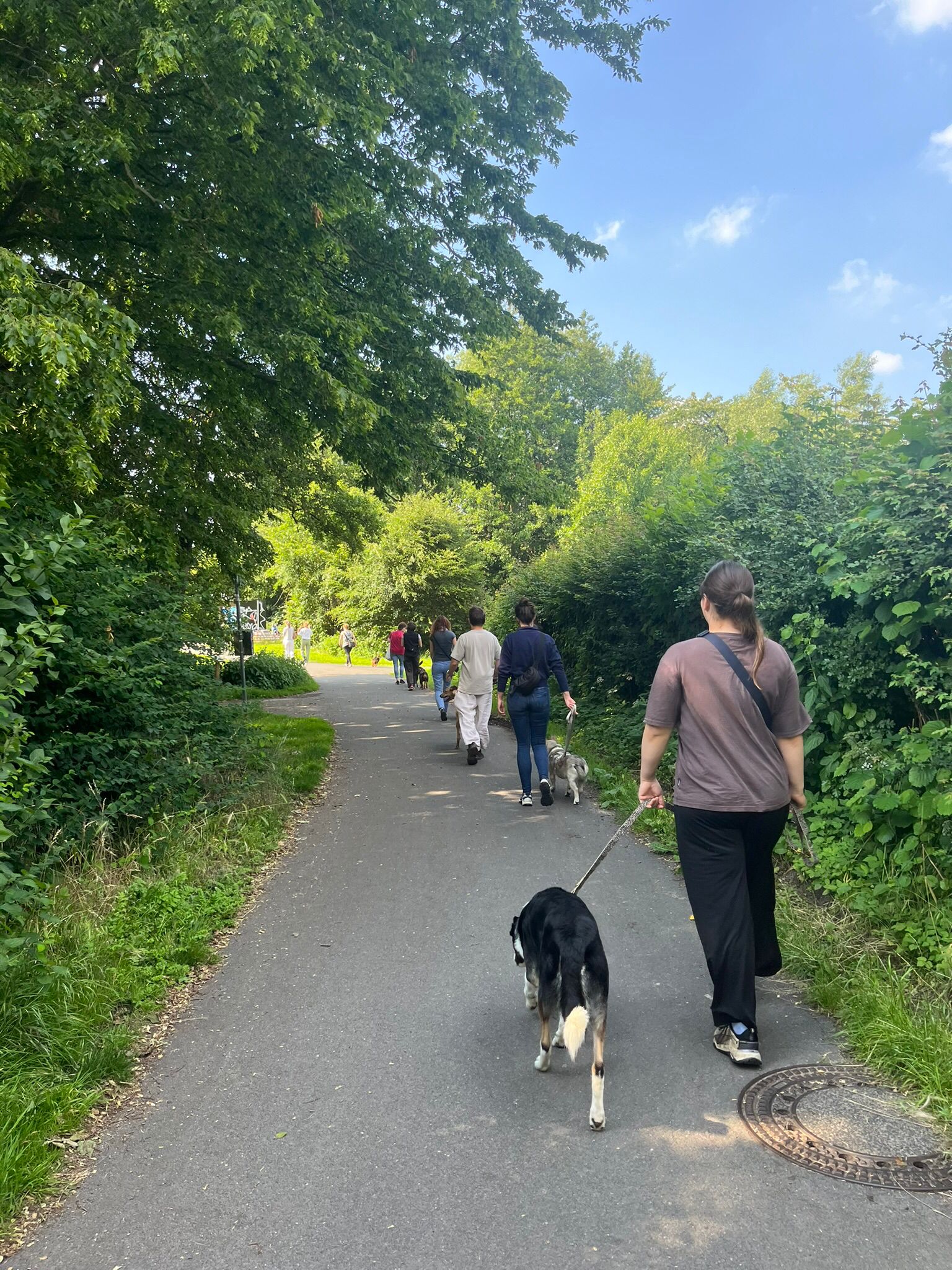 Warum Hunde, die im klassischen Ausbildungssystem scheitern, bei Hundecoach Melly gut aufgehoben sind