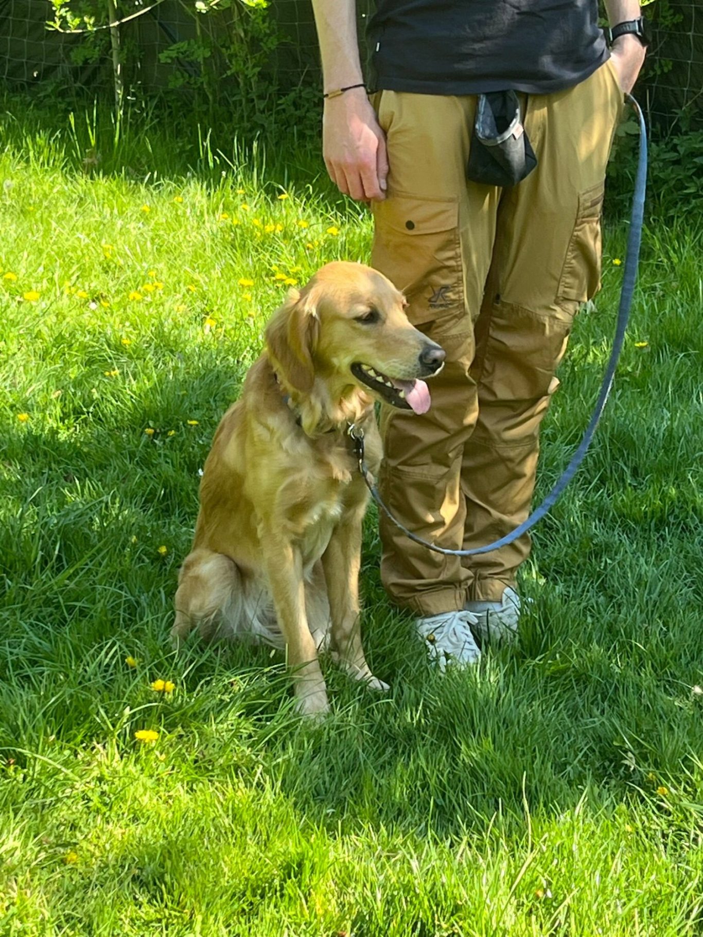 Junghunde und Grunderziehungskurs Hiltrup