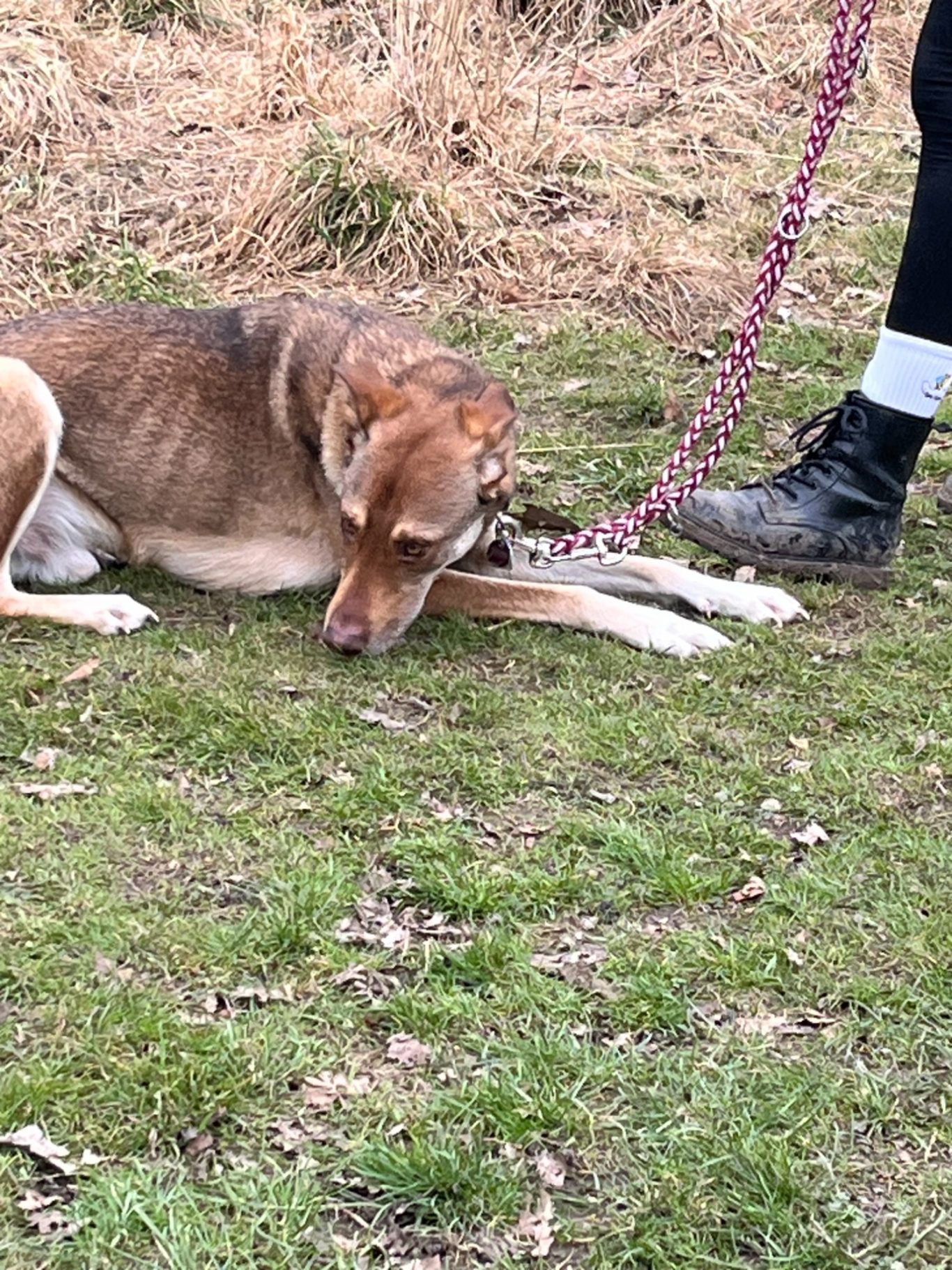 Jungshunde- und Grunderziehungskurs Hiltrup