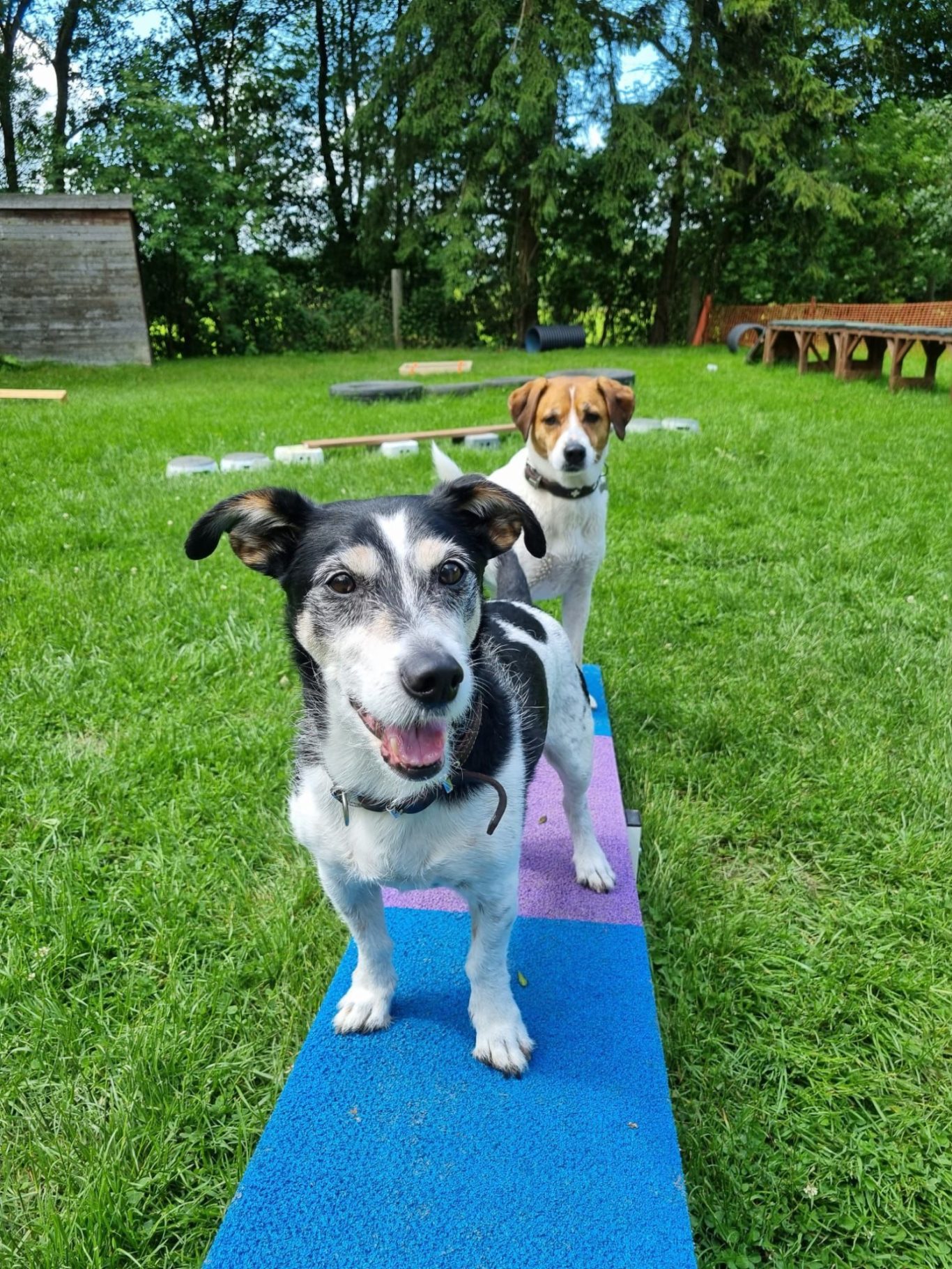Hunde-Fun-Sport