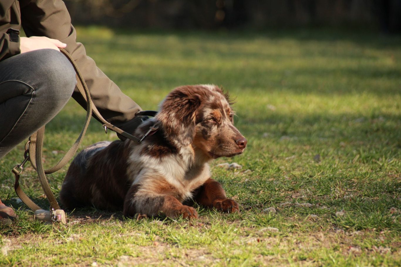 Welpenstunde Hiltrup