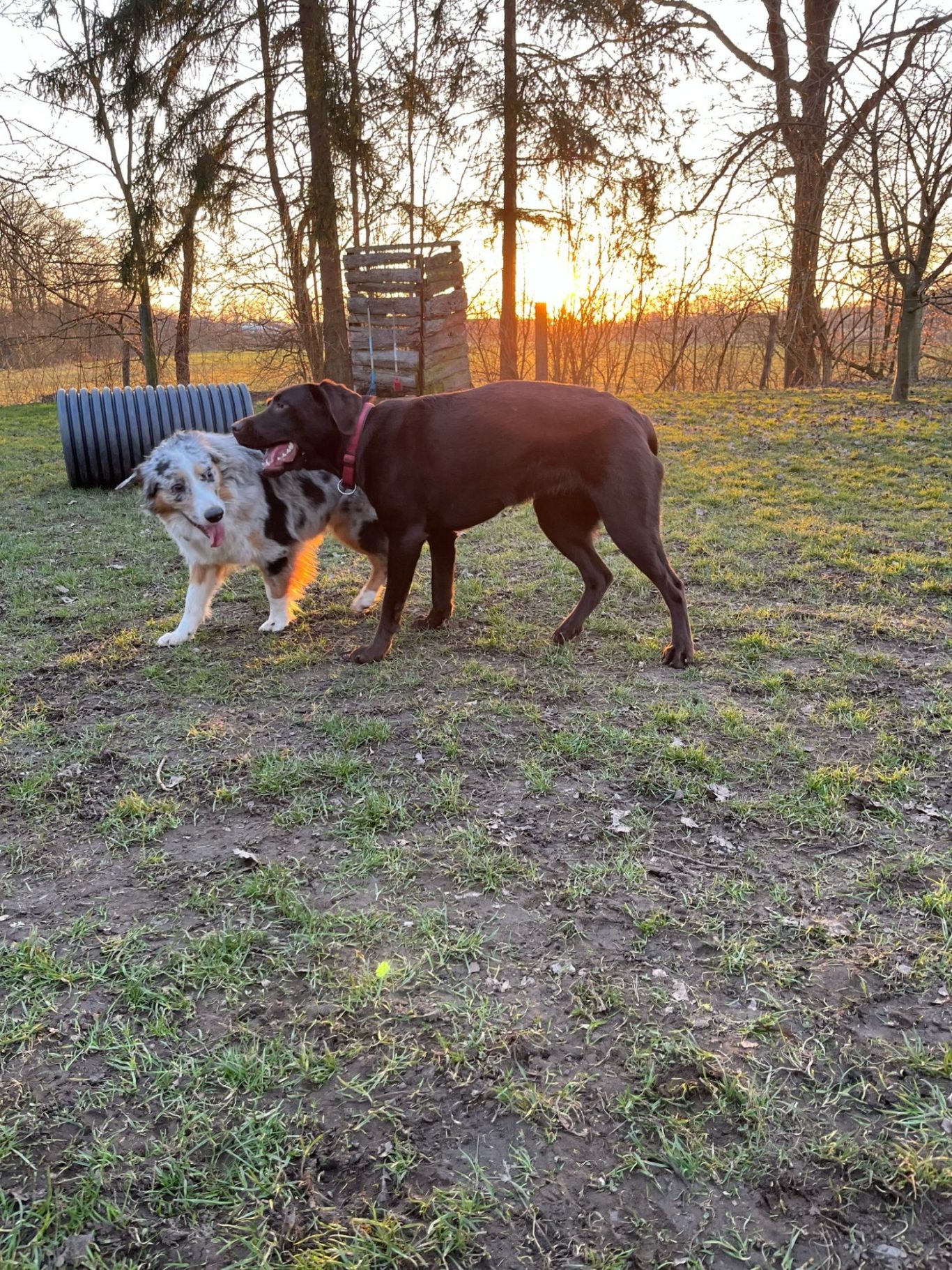 Junghundespielgruppe Hiltrup