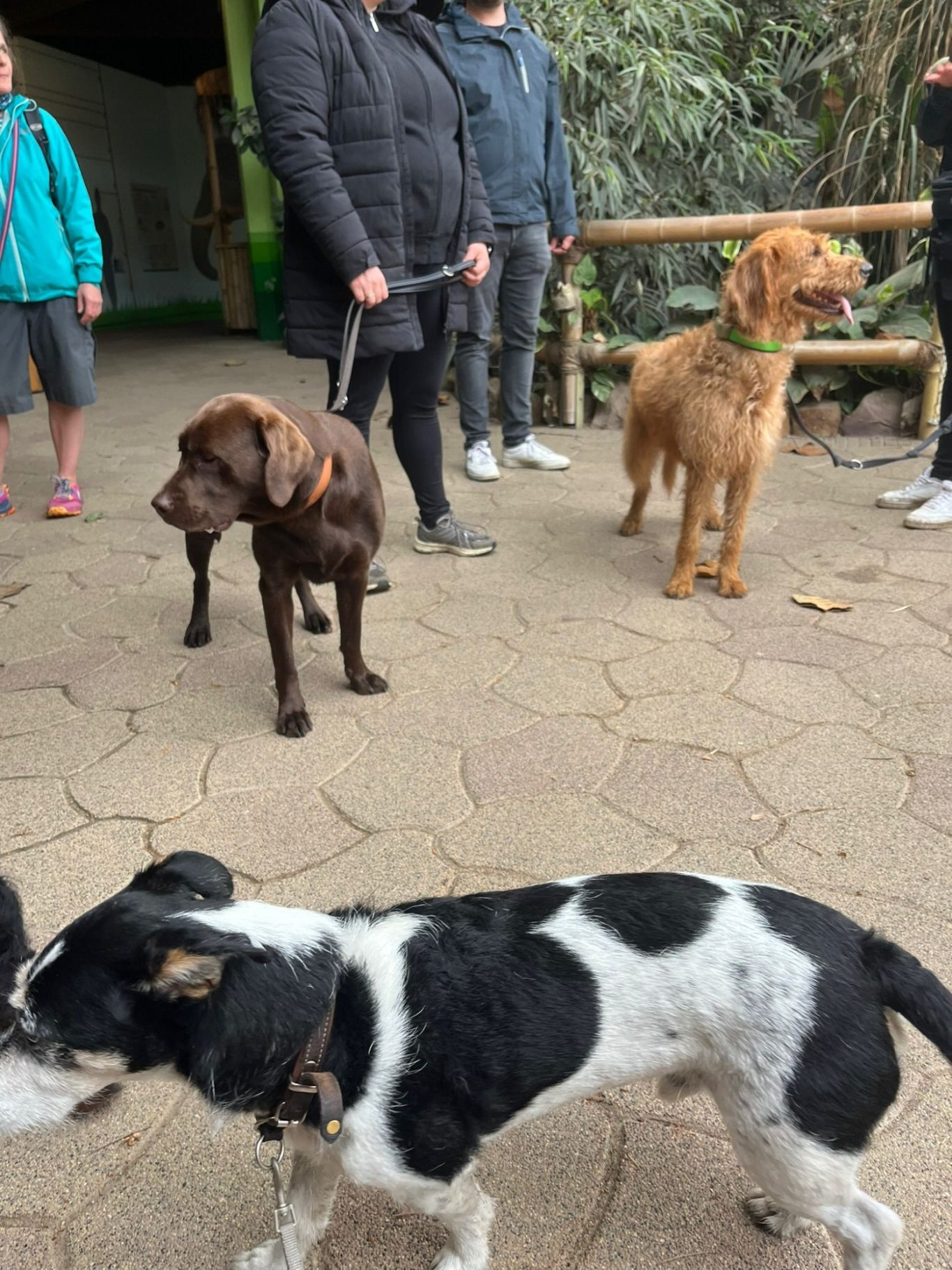 Zootraining