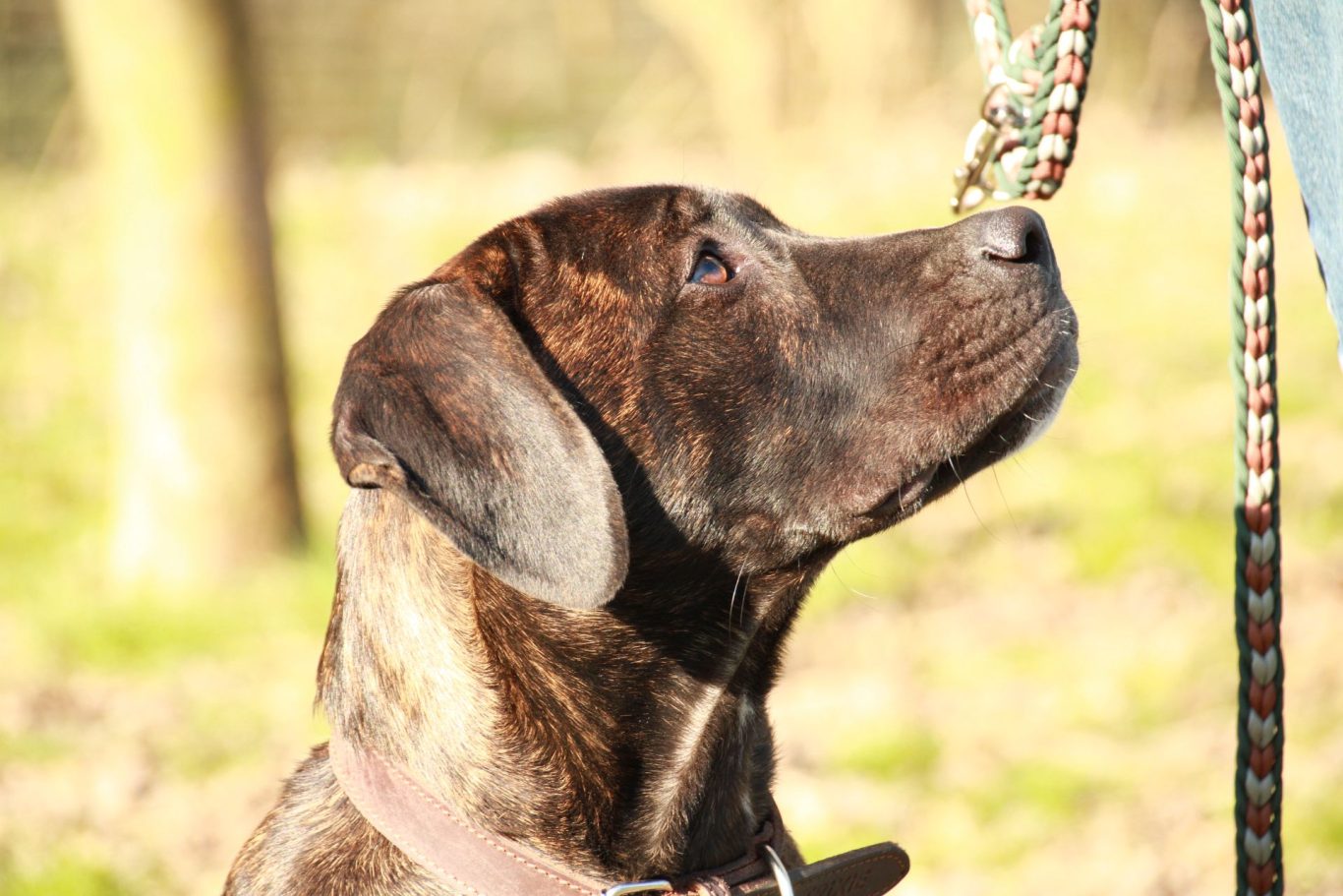 Welpenstunde Hiltrup