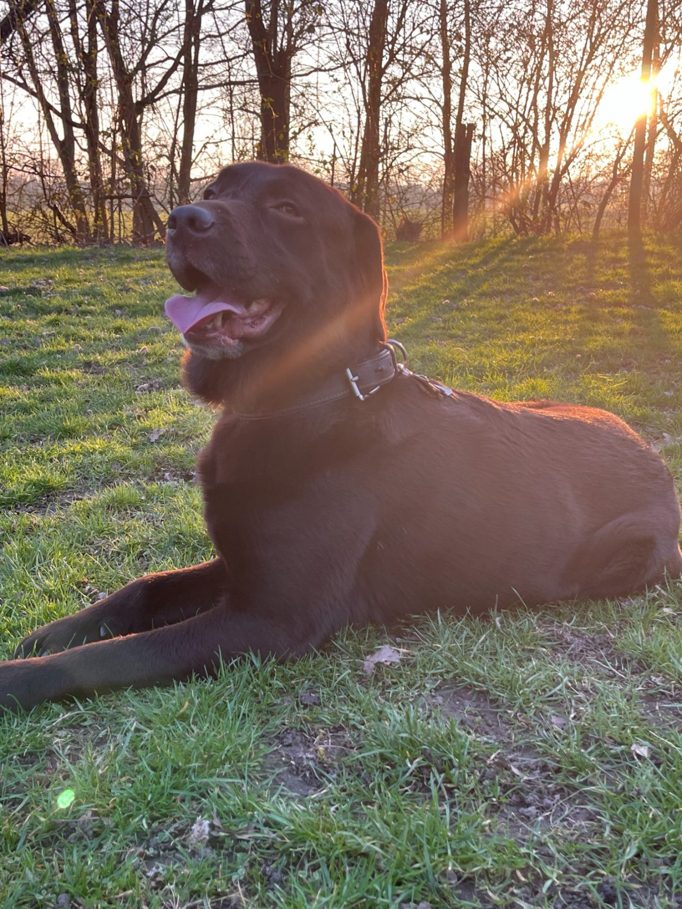 Loddy mit Sonnenuntergang