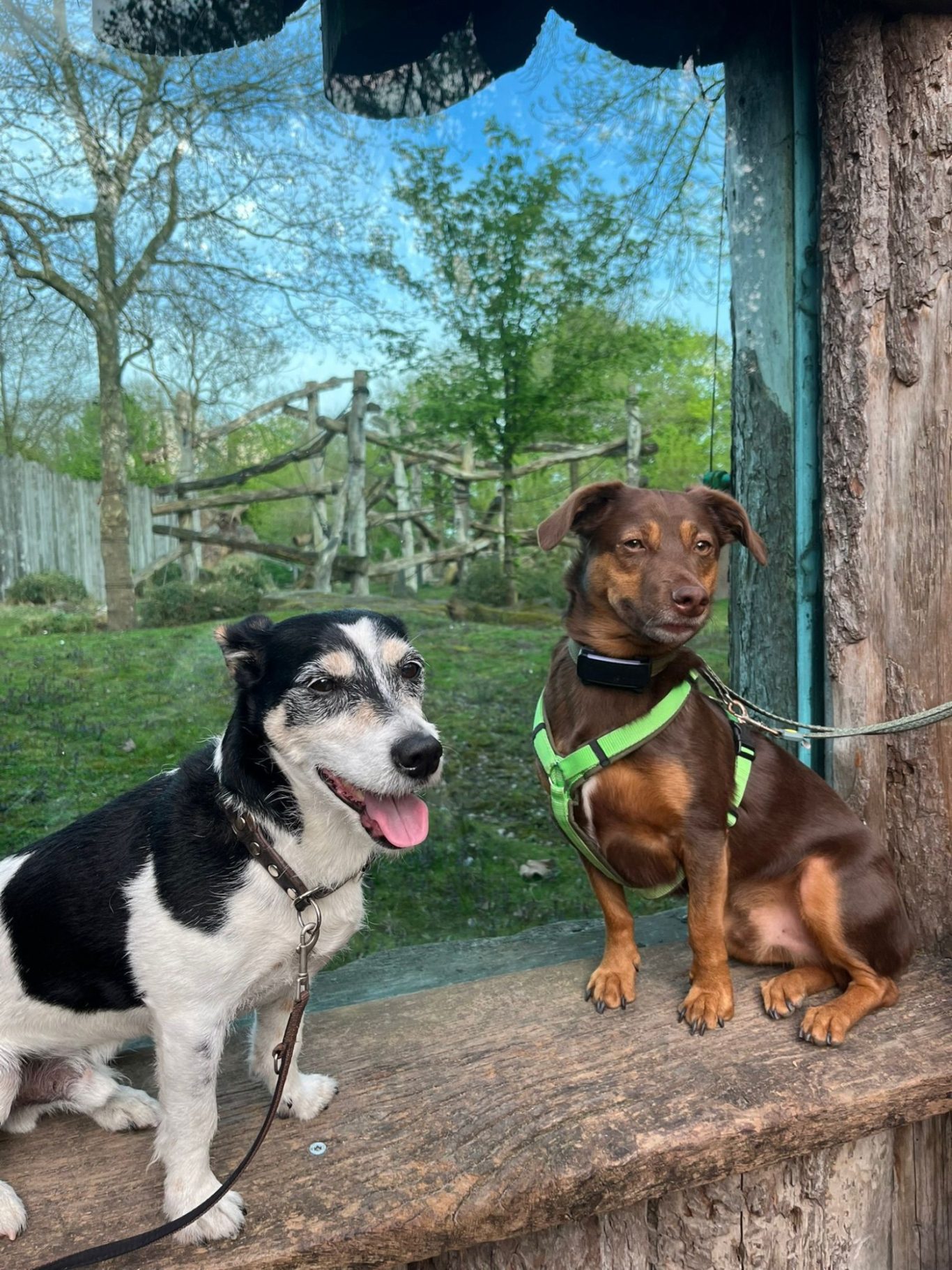 Zootraining