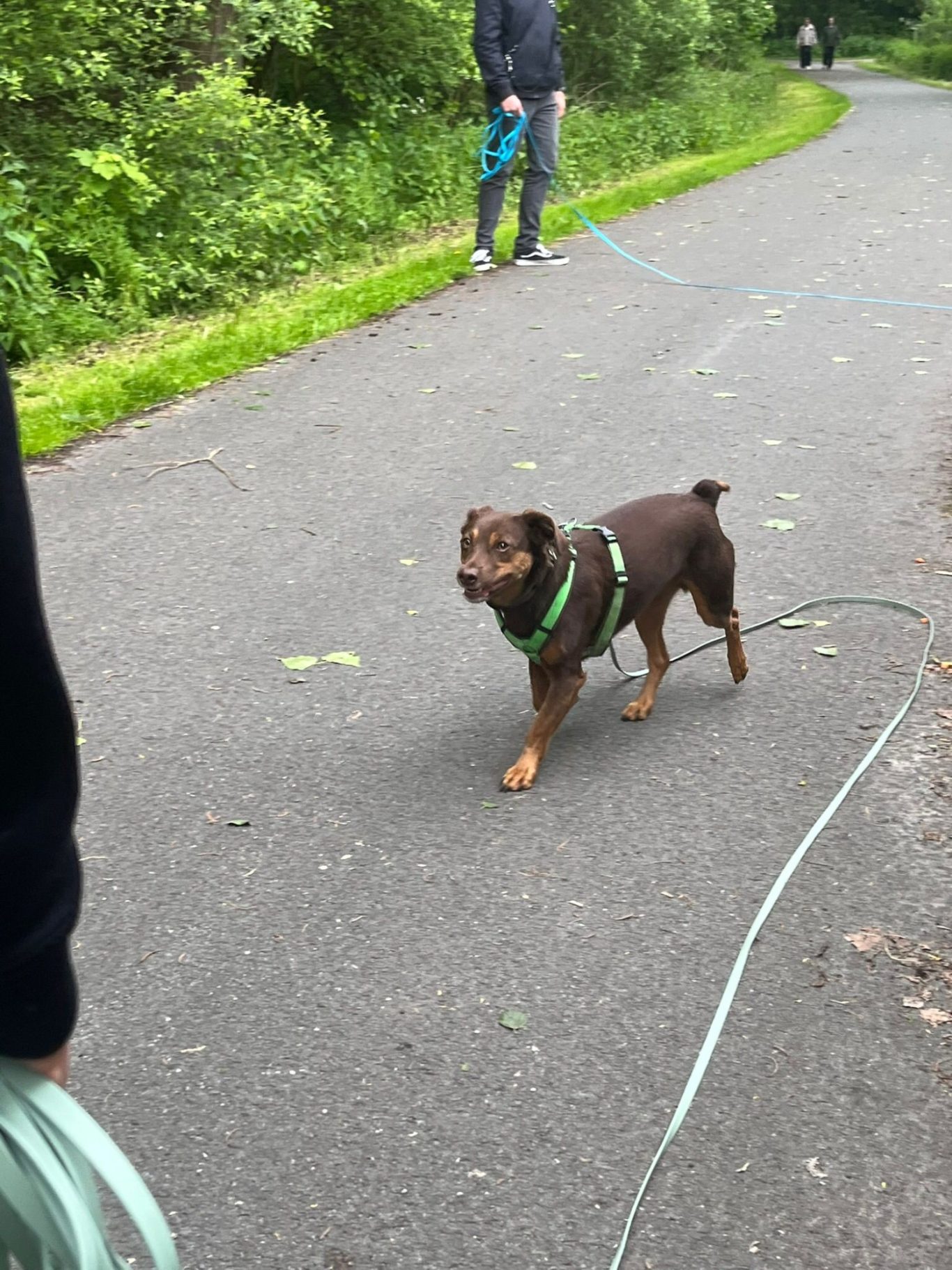 Gruppenstunde außerhalb des Hundeplatzes